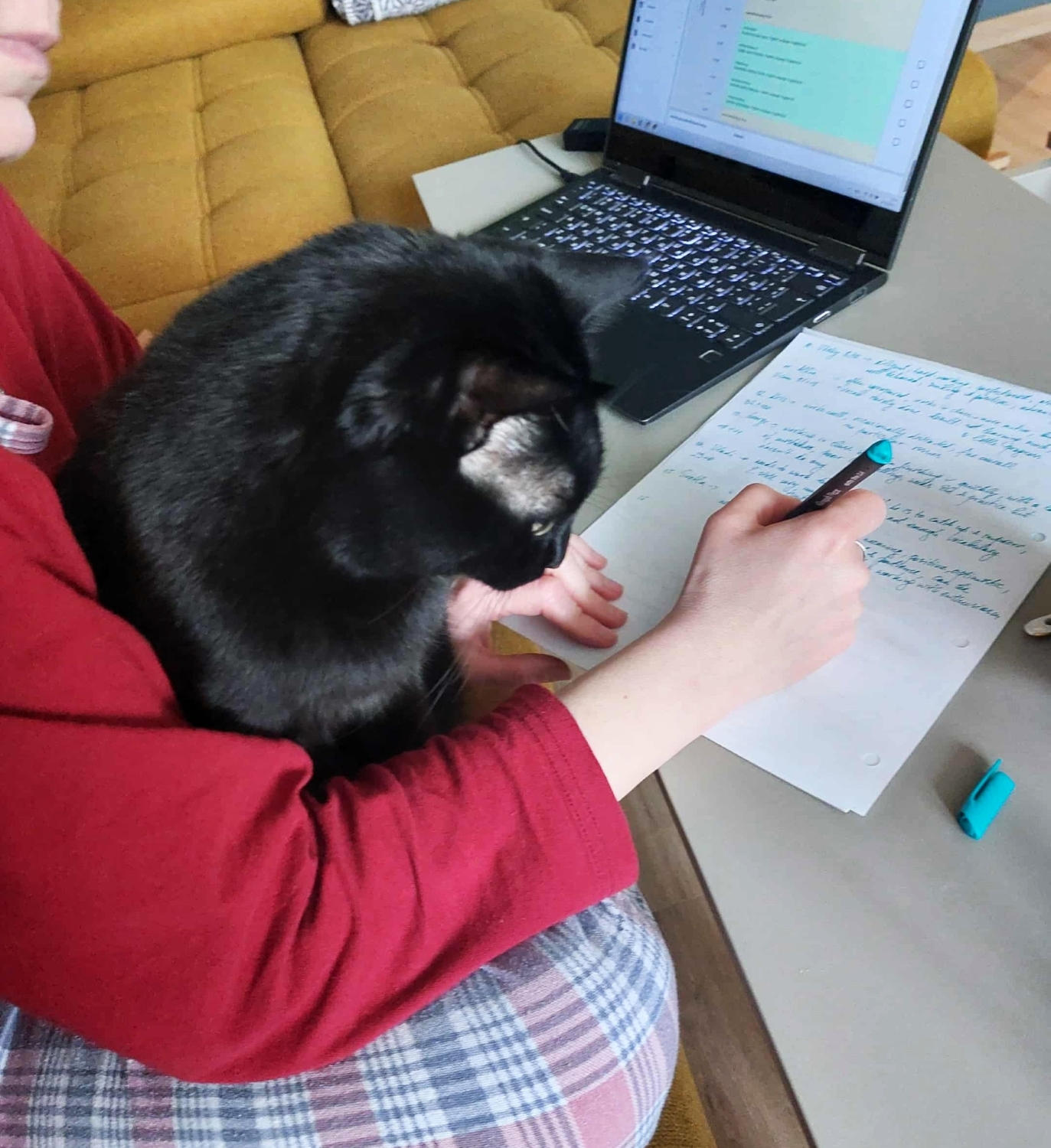 english teacher got your english cat study english simka stefanova preparing english courses