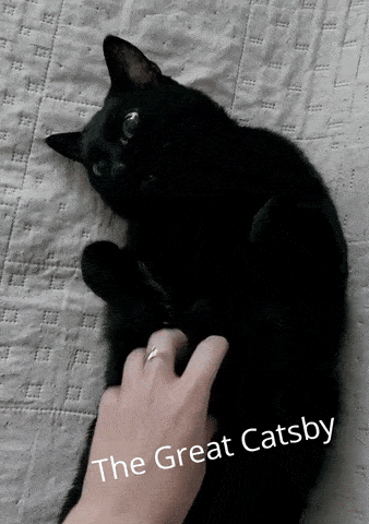 nero cat got your english teacher pet gif